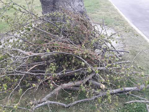 Trees - General, a report photo