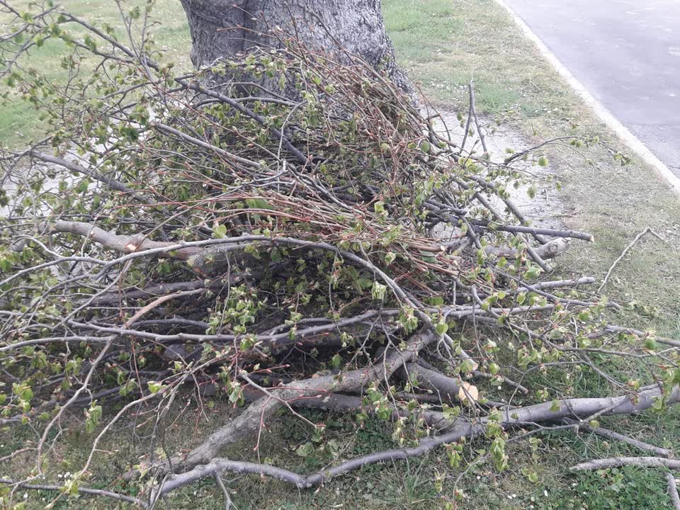 The photograph attached to this trees - general report