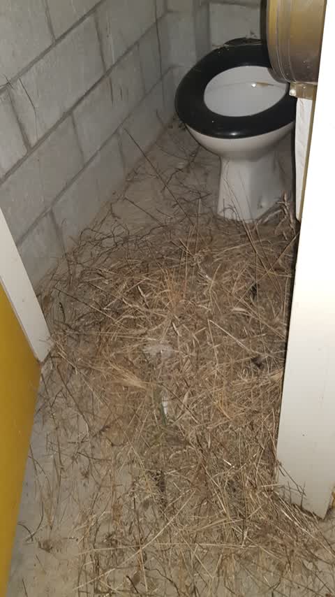 Public Toilet, a report photo
