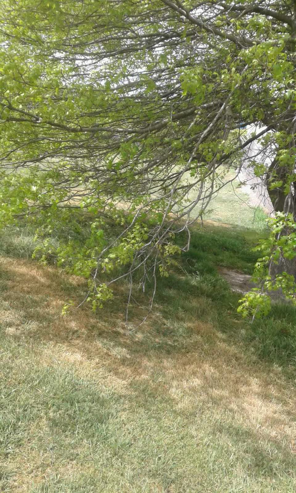 The photograph attached to this parks report