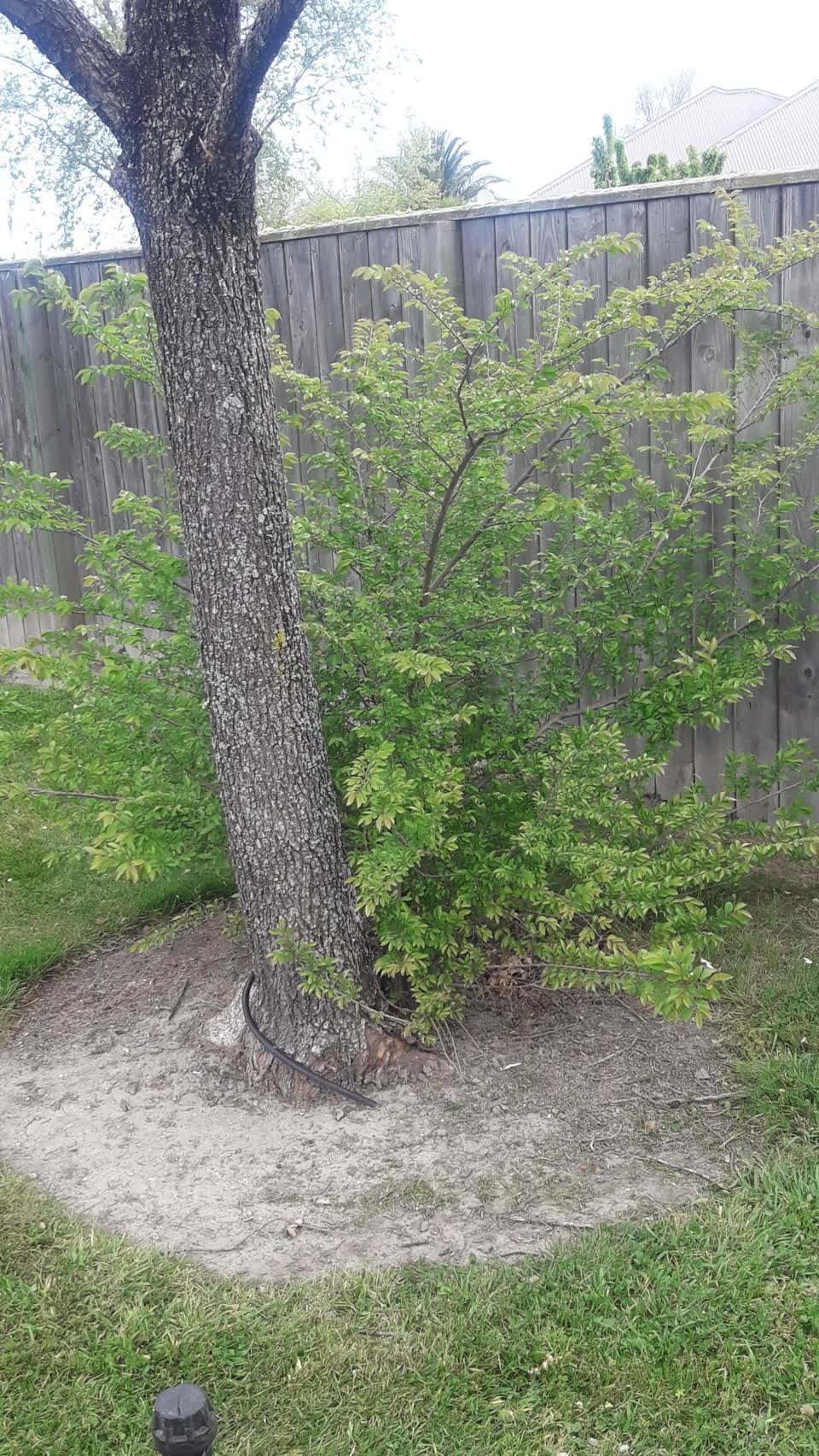 The photograph attached to this overgrown vegetation report