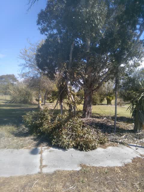 Fallen Tree, a report photo