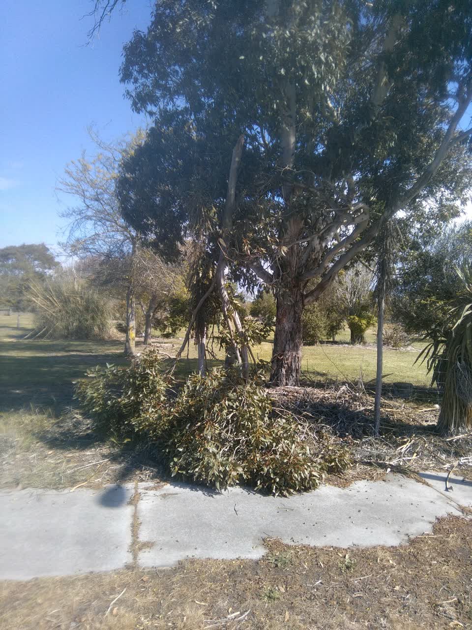 The photograph attached to this fallen tree report
