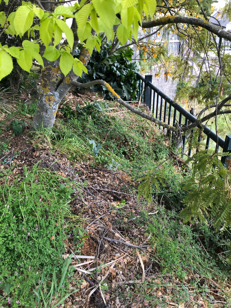 The photograph attached to this overgrown vegetation report