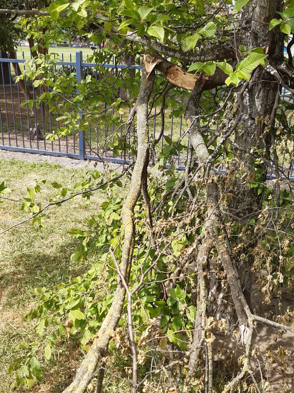 The photograph attached to this parks report