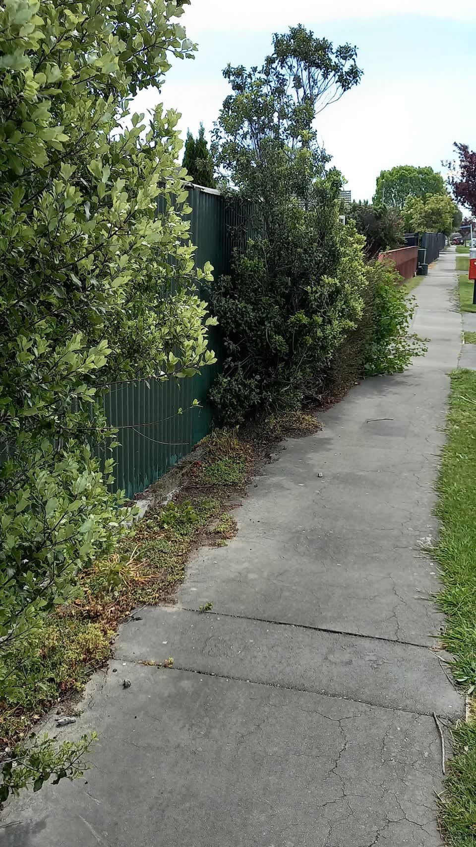 The photograph attached to this overgrown vegetation report