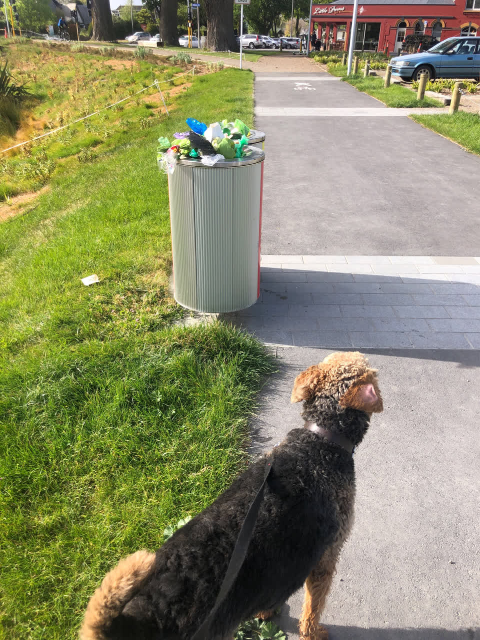 The photograph attached to this rubbish and bins - general report