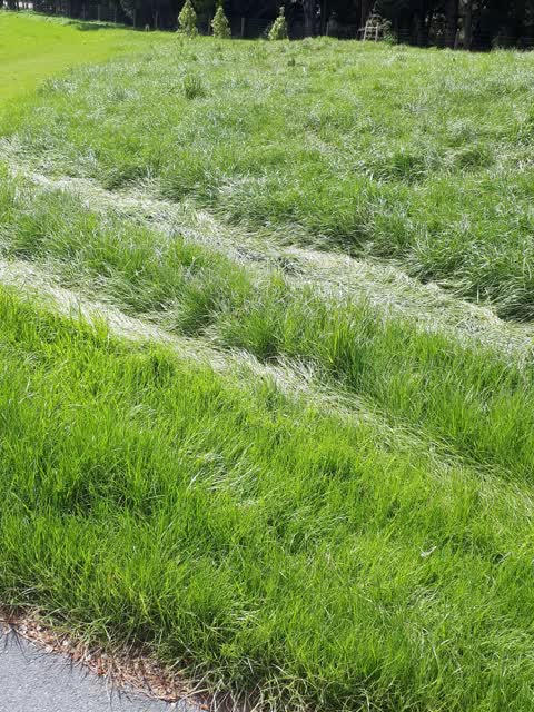 Overgrown Vegetation, a report photo