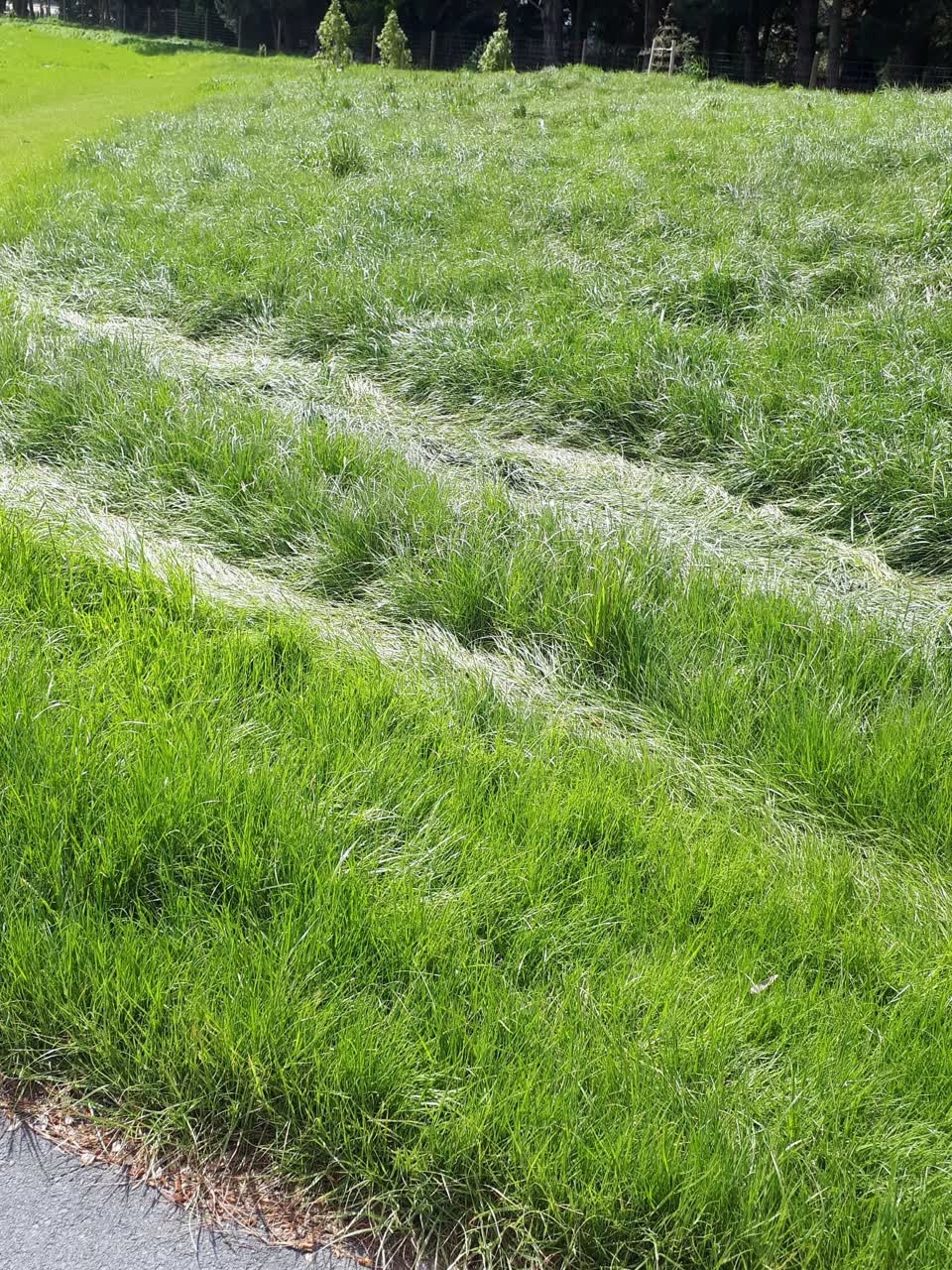 The photograph attached to this overgrown vegetation report