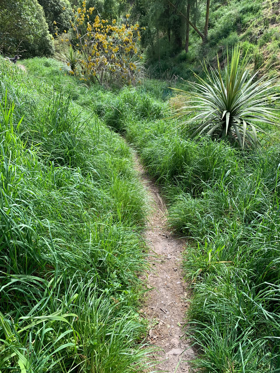 The photograph attached to this overgrown vegetation report