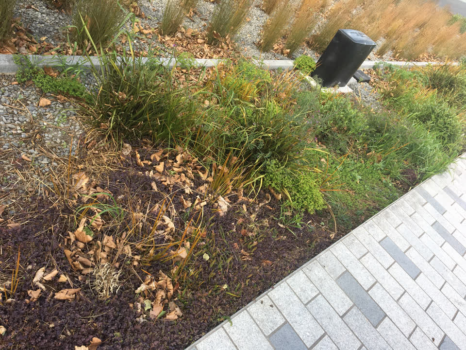 The photograph attached to this overgrown vegetation report