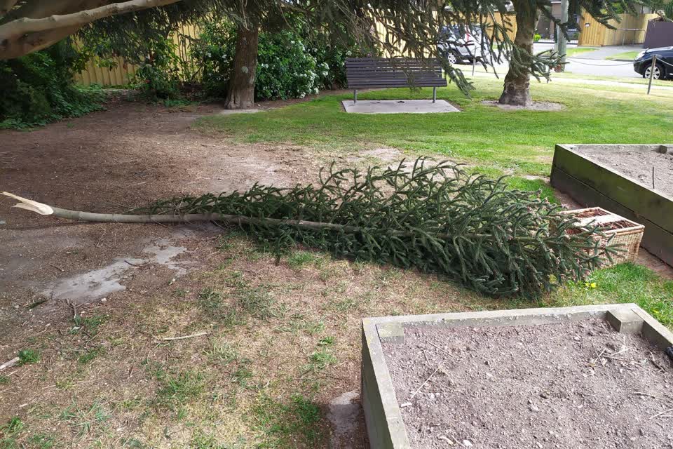 The photograph attached to this overgrown vegetation report