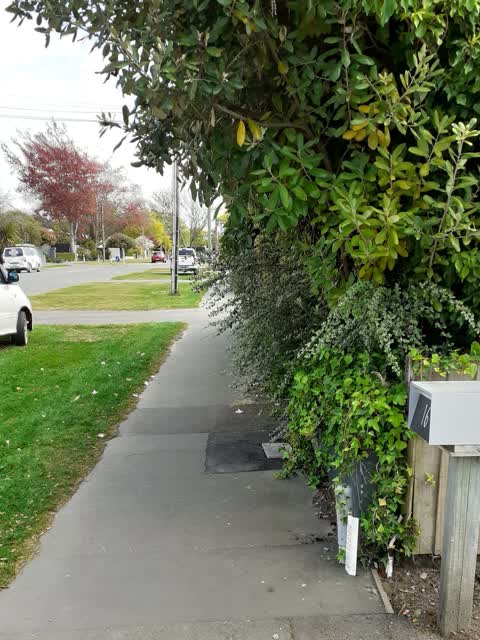 Overgrown Vegetation, a report photo