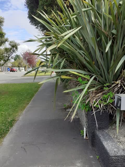 Overgrown Vegetation, a report photo