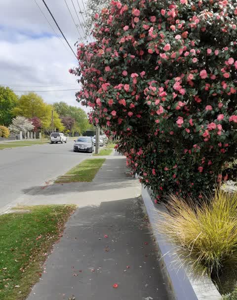 Overgrown Vegetation, a report photo