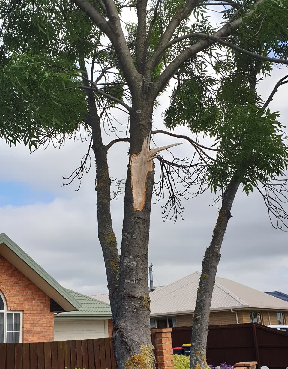 The photograph attached to this fallen tree report