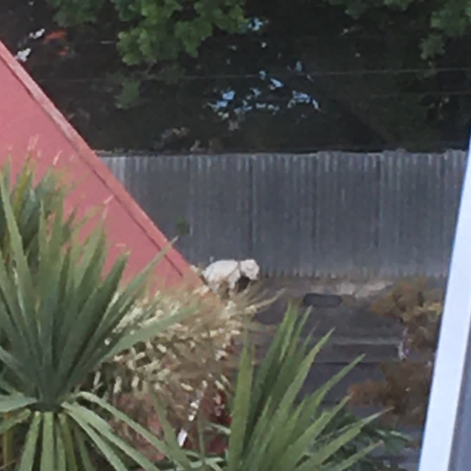 The photograph attached to this animal - domestic report