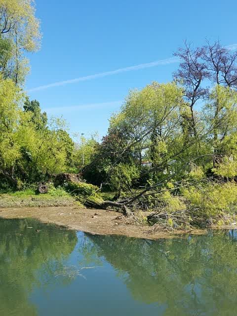 Fallen Tree, a report photo