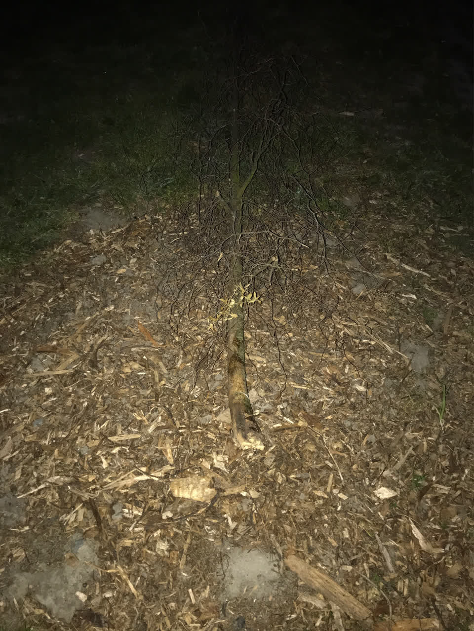 The photograph attached to this parks report