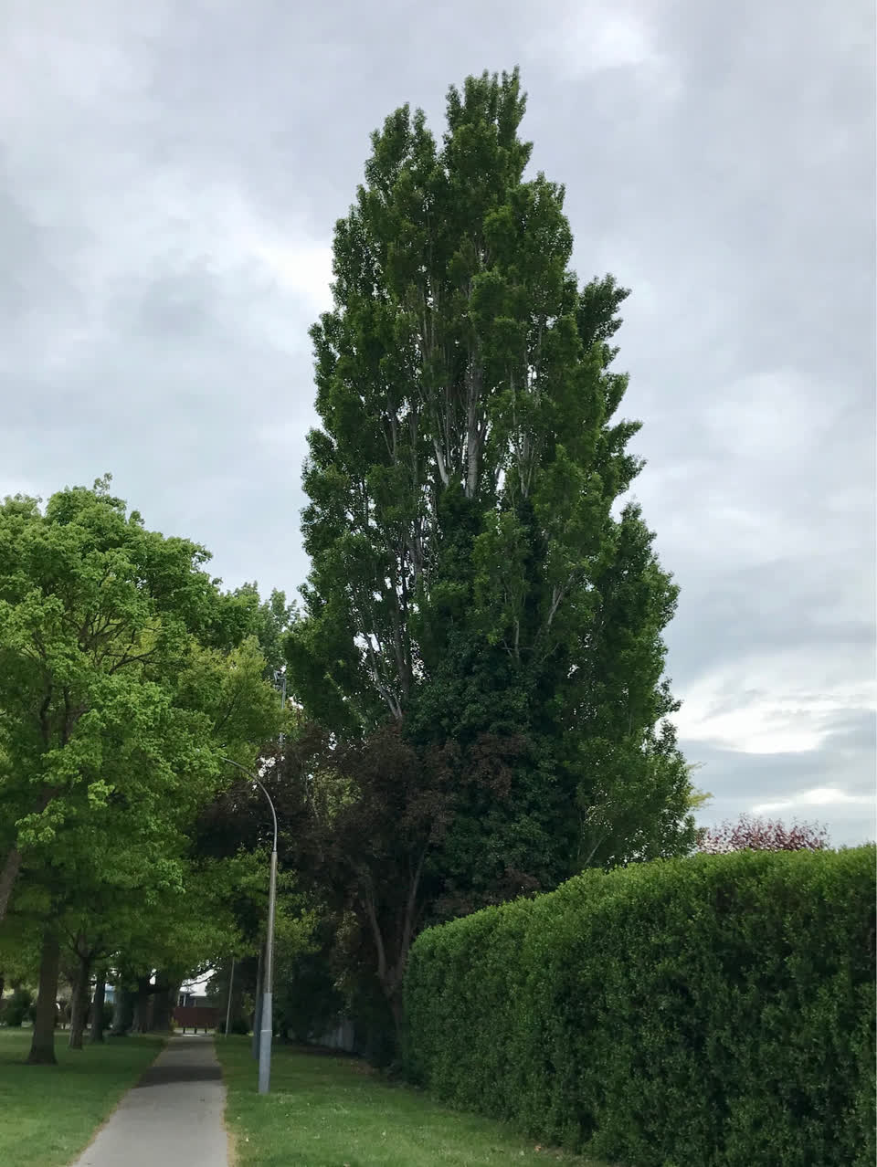 The photograph attached to this trees - general report