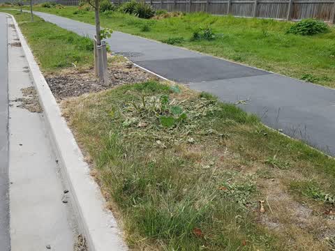 Overgrown Vegetation, a report photo