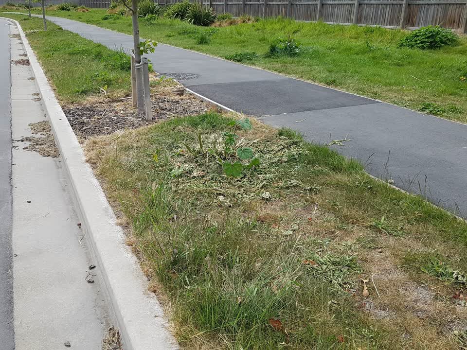 The photograph attached to this overgrown vegetation report