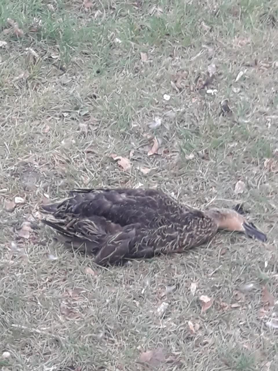 The photograph attached to this animal - deceased report