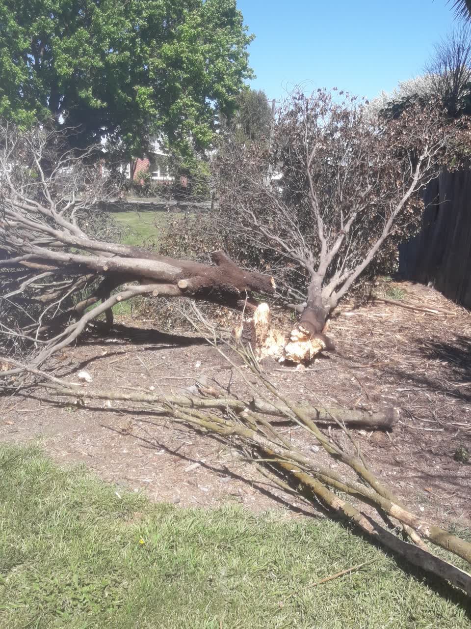 The photograph attached to this fallen tree report