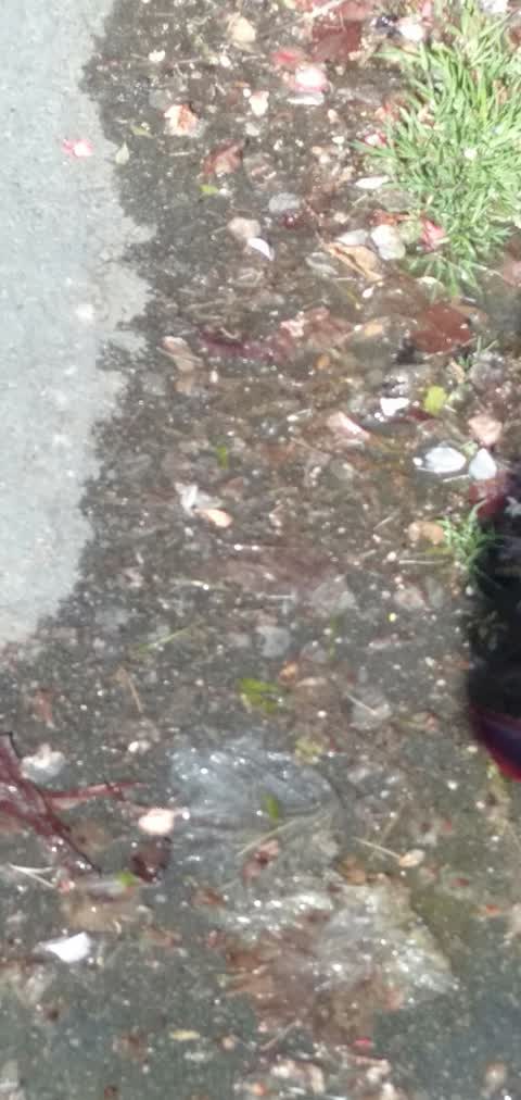 Water Leak, a report photo