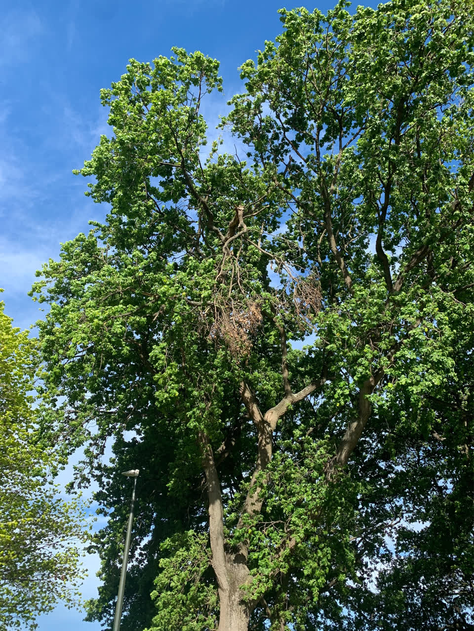The photograph attached to this overgrown vegetation report