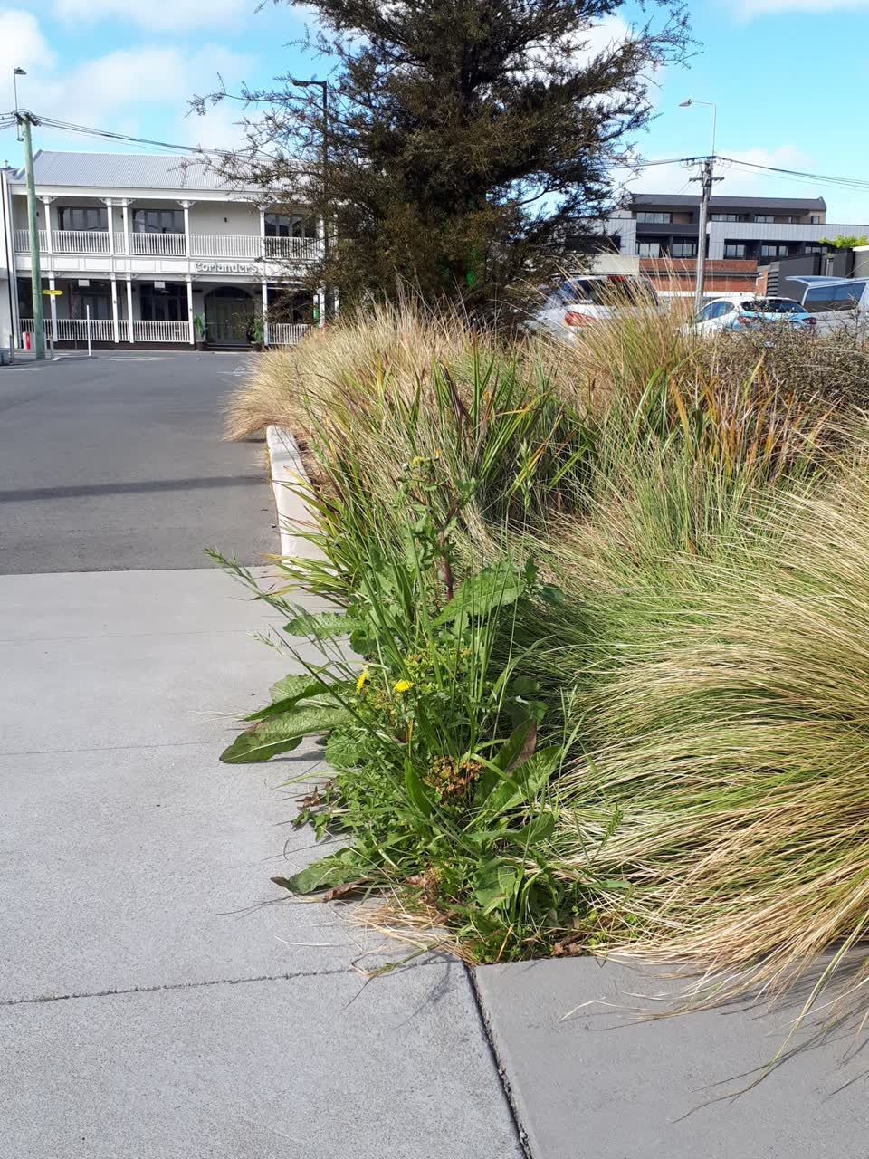 The photograph attached to this overgrown vegetation report