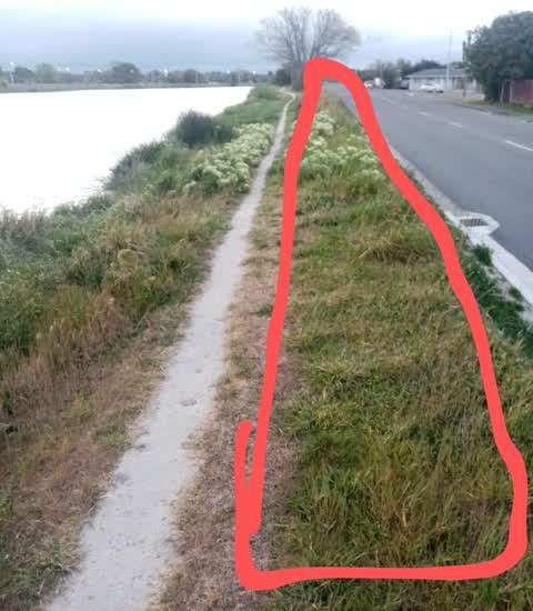 Overgrown Vegetation, a report photo