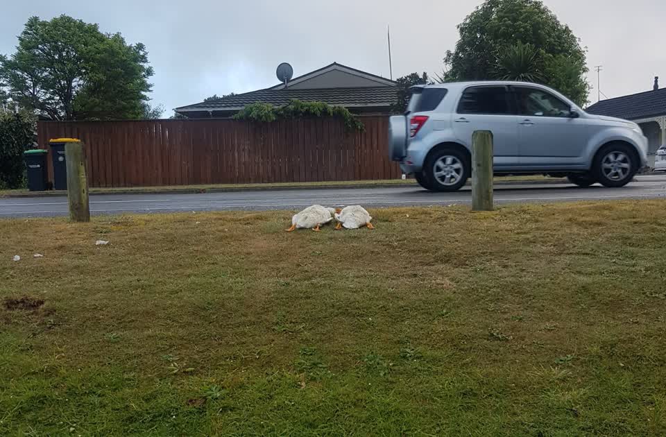 The photograph attached to this animal - deceased report