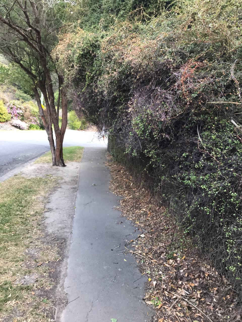 The photograph attached to this overgrown vegetation report