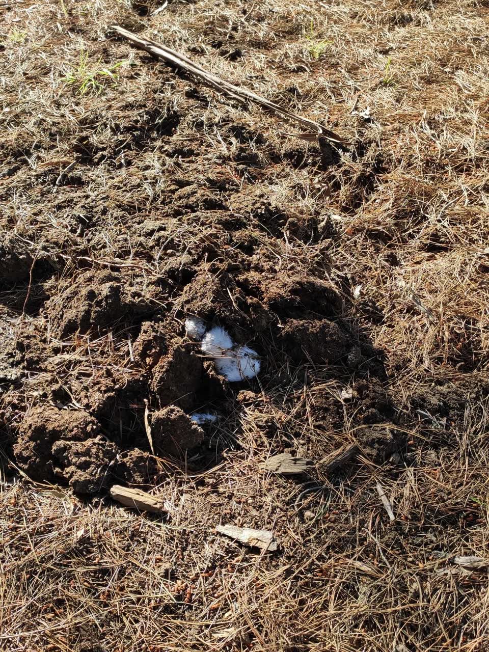 The photograph attached to this animal - domestic report