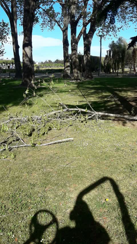 Trees - General, a report photo