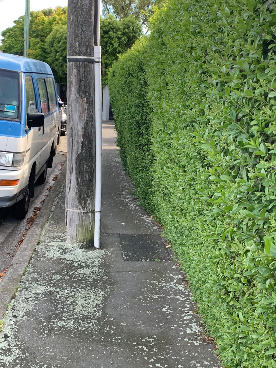 The photograph attached to this overgrown vegetation report