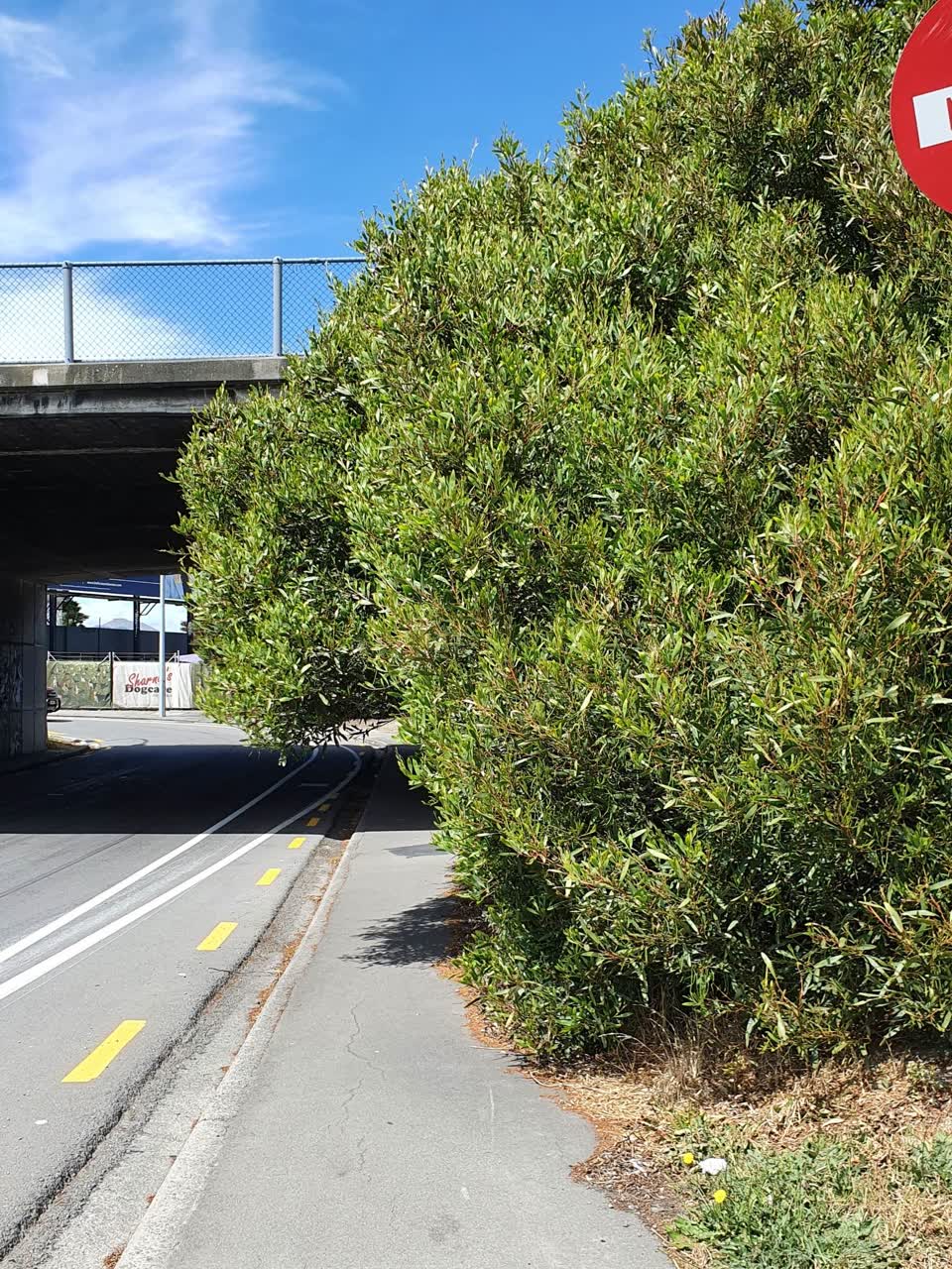 The photograph attached to this overgrown vegetation report