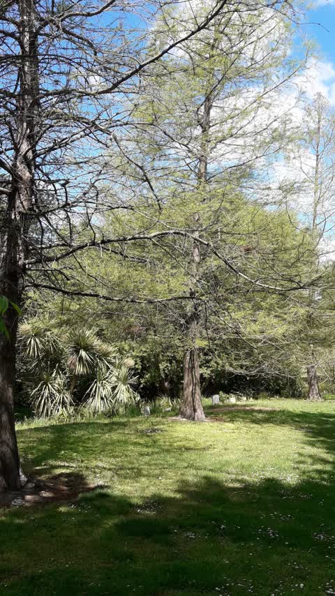 Trees - General, a report photo