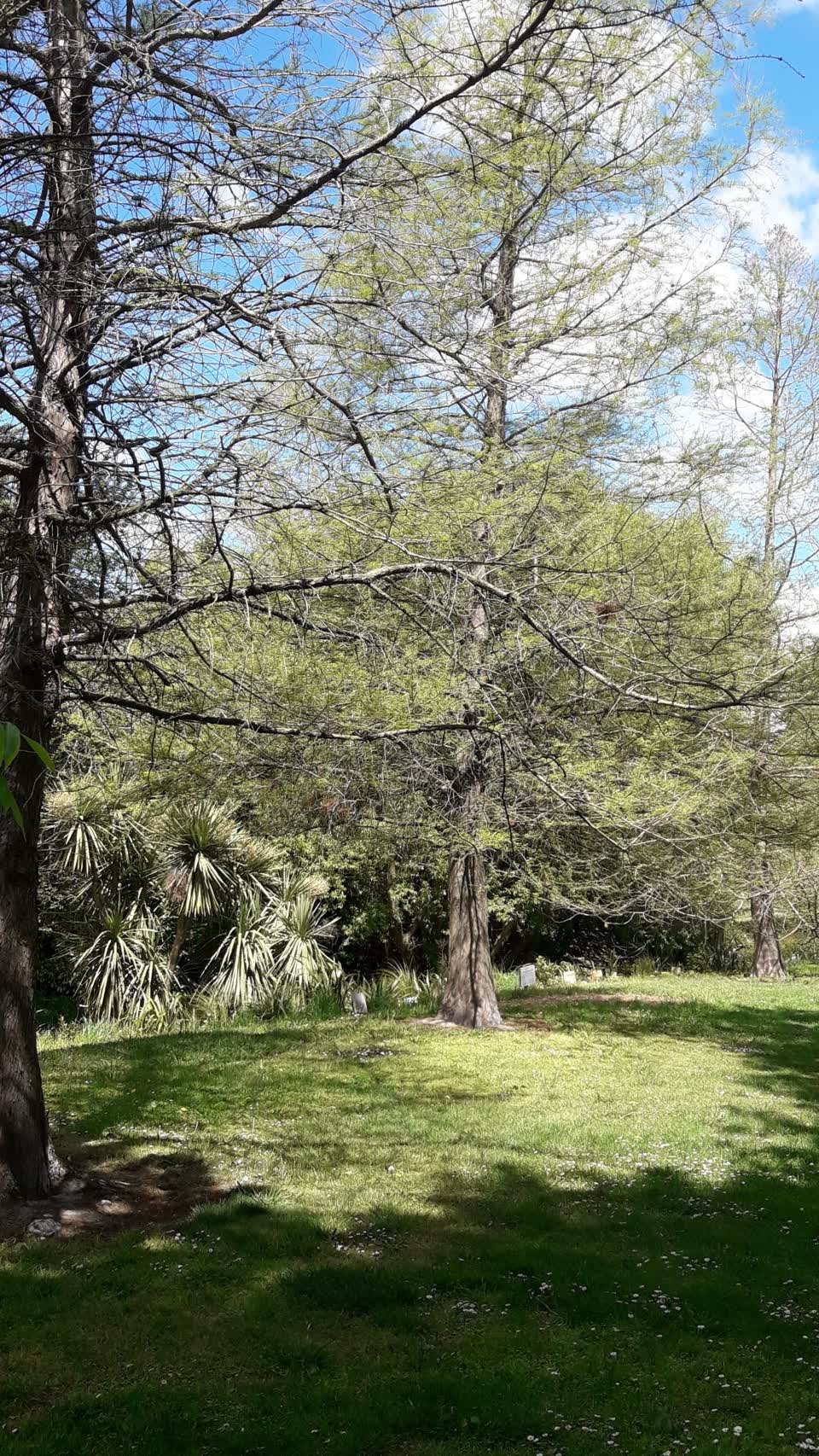 The photograph attached to this trees - general report