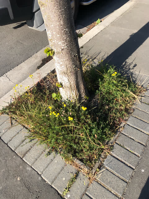 Overgrown Vegetation, a report photo