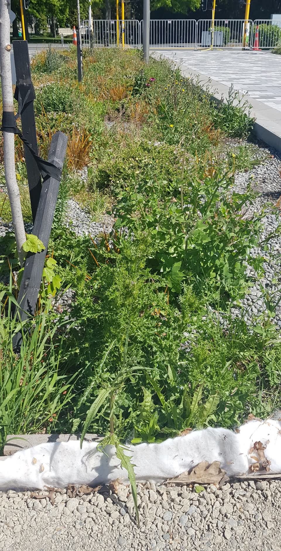 The photograph attached to this overgrown vegetation report