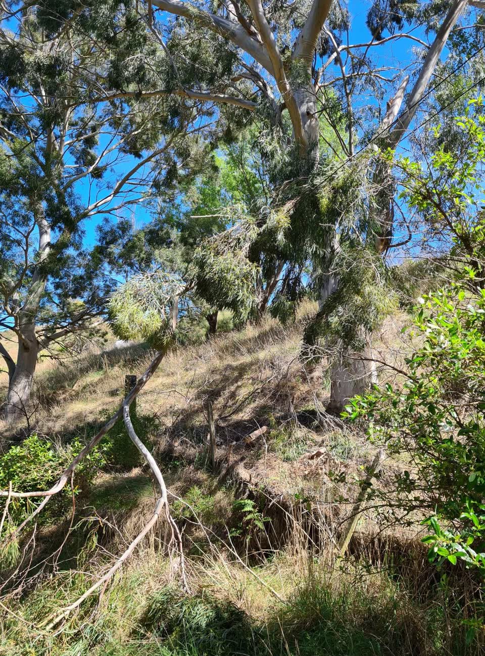 The photograph attached to this fallen tree report