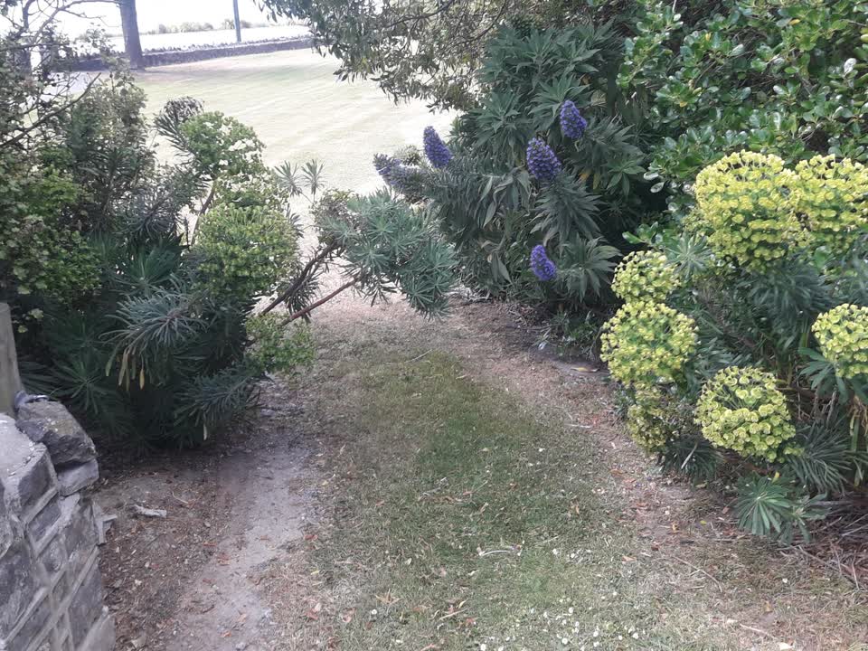 The photograph attached to this overgrown vegetation report