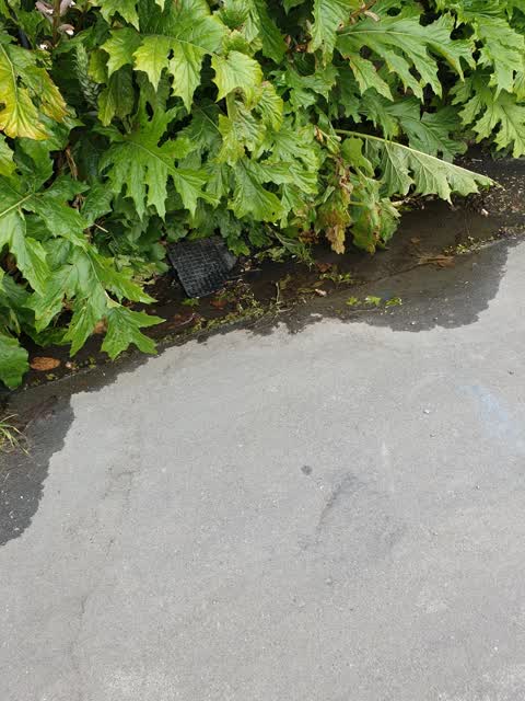 Water Leak, a report photo