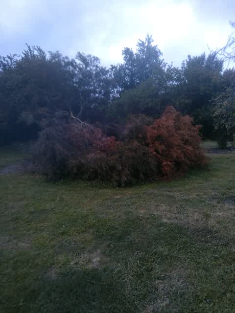 Fallen Tree, a report photo