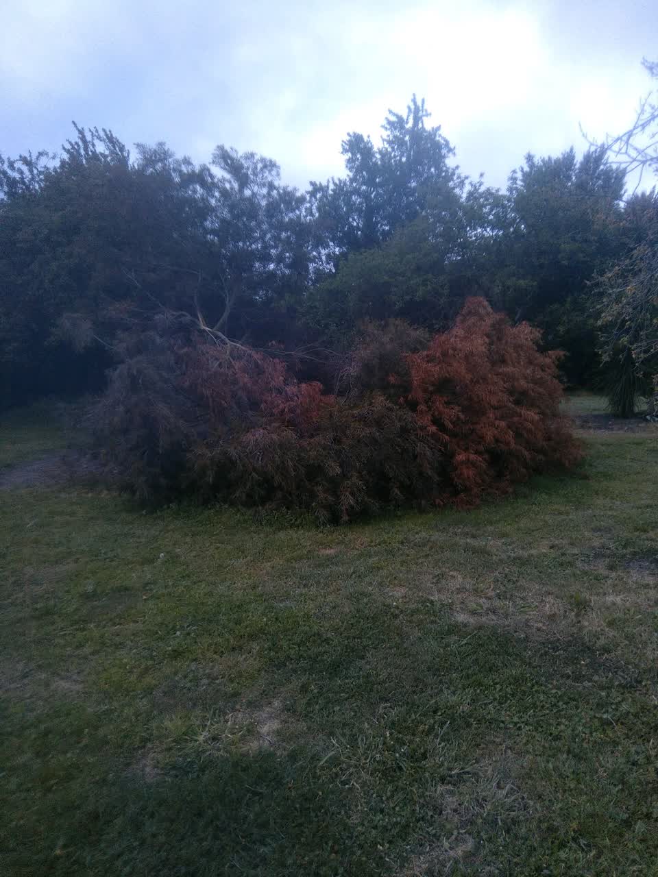 The photograph attached to this fallen tree report