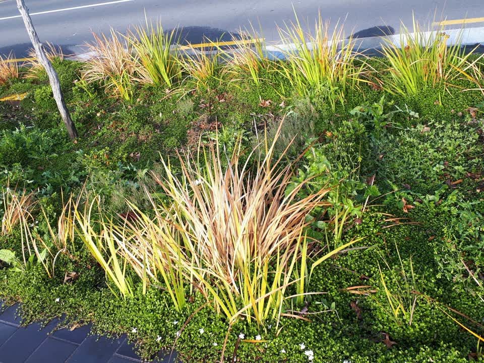The photograph attached to this overgrown vegetation report
