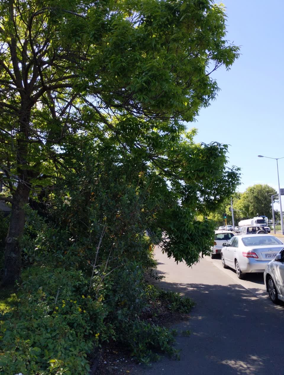 The photograph attached to this overgrown vegetation report