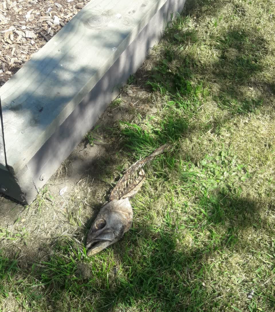 The photograph attached to this animal - deceased report